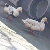 اردک نر و ماده