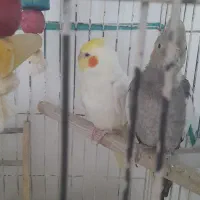 یک جفت عروس هلندی نر وماده