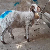 بره ماده نگهداشت یا کشتار|حیوانات مزرعه|مشهد, شهید قربانی|دیوار