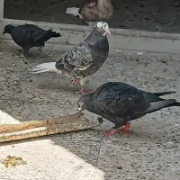 کفتر