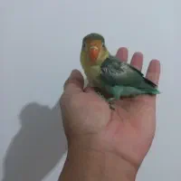 طوطی برزیلی