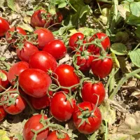 نشا گوجه|گل و گیاه طبیعی|نهاوند, |دیوار