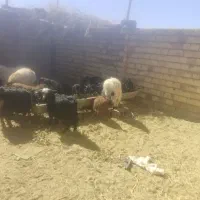 بزغاله نر وبره نر|حیوانات مزرعه|سده (خراسان جنوبی), |دیوار