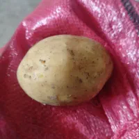 سیب‌زمینی