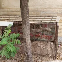 قفس پرنده و حیوانات خانگی دیگر