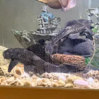 ۲ تا کت فیش با اصالت لجن خوار ۲۰ سانتی