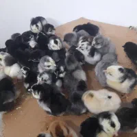 جوجه گلینلری|حیوانات مزرعه|قزوین, |دیوار