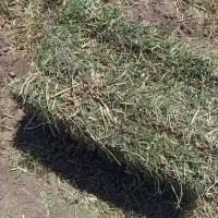 بذر یونجه|حیوانات مزرعه|مشهد, ملک‌آباد|دیوار