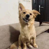 سگ اشپیتز ماده