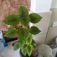 گل و گیاه|گل و گیاه طبیعی|اصفهان, بابوکان|دیوار