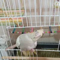 جوجه سرلاکی عروس هلندی