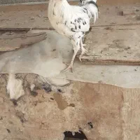 خروس|حیوانات مزرعه|اصفهان, زیار|دیوار