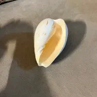 صدف بزرگ|صنایع دستی و سایر لوازم تزئینی|شیراز, کیان شهر|دیوار