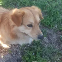 سگ خونگی باهوش و تربیت شده