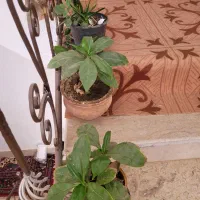 گل ها فروشی|گل و گیاه طبیعی|کاشمر, |دیوار