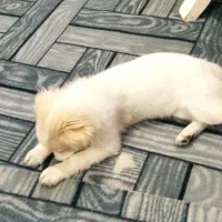 توله سگ|سگ|کاشان, مفتح|دیوار