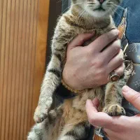 واگذاری گربه خانگی  نر و ماده