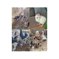 تخم مرغ نطفه دار|حیوانات مزرعه|زرند, |دیوار