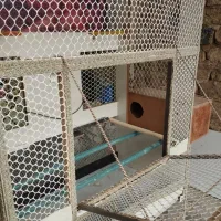 قفس عروس هلندی دست ساز