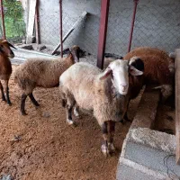 گوسفند  نر