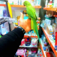 ملنگو نر رام اهلی باهوش شیطون