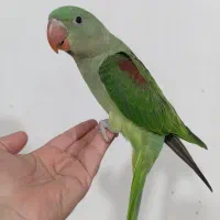 جوجه شاه طوطی