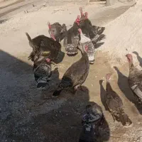 بوقلمون برنز  و بوربون امریکایی|حیوانات مزرعه|اقلید, |دیوار