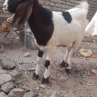 بزدوقلوزاه گلابی وسندی پاکستانی|حیوانات مزرعه|نیمروز, |دیوار