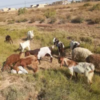 بزشیک افغانیاصل|حیوانات مزرعه|خرمشهر, |دیوار