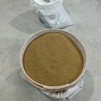 فروش بذر یونجه