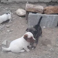 سگ توله پاکوتاه دوتا نریکی ماده