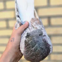 نروماده سرور