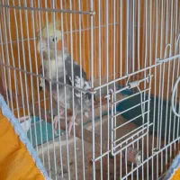 عروس‌هلندی