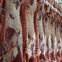 سرمایه گذاری/سرمایهگذار/واردات گوشت سود تضمینی