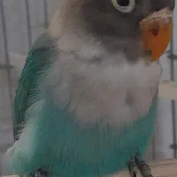 کوتوله برزیلی