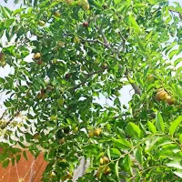 باغ-میوه-800-متر-استخردار-درچه-ولاشون