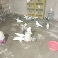 فروش کبوتر راعبی سفید|پرنده|اصفهان, قهجاورستان|دیوار