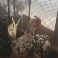 خروس گلین و سلطان