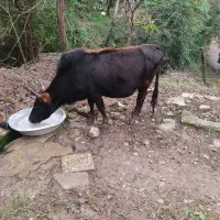 حیوانات مزرعه