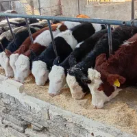 گوساله نر و ماده سیمینتال