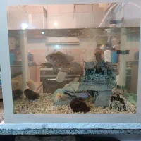 فروش آکواریوم با تمام وسایل
