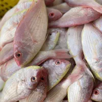 پروتئین فروشگاه صیادان نیازمند نیرو