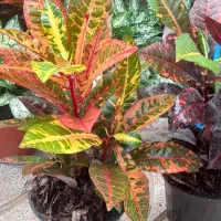 گل آپارتمانی بنت به خاطر روز مادر ارزون زدم|گل و گیاه طبیعی|تبریز, |دیوار