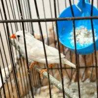 فنچ|پرنده|اردبیل, |دیوار