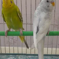 فروش مرغ عشق
