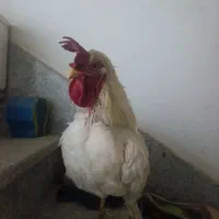 خروس بومی