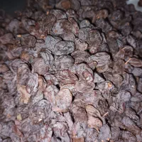 کشمش آفتابی