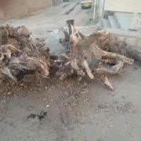 چوب کلکسیونی ریشه گردو