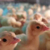 بوقلمون پروار عید|حیوانات مزرعه|قم, هنرستان|دیوار