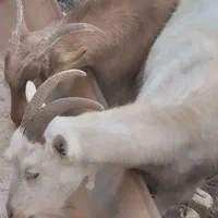 بز سانن ۲ عدد